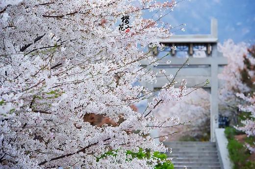 【邹平樱花山】29.9元单人票，CCTV中国十大赏樱基地，数万株樱花即将绽放，解锁浪漫樱花，共赴早春第一游！凭此票可免费开车入园赏樱~ 商品图3