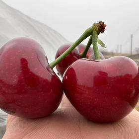 大连美早🍒基地直供，现摘现发，国产樱桃🍒里的爱马仕，各种果径，自己吃送人都非常棒👍🏻每天下午三点前下单，当天发出，顺风包邮到家！