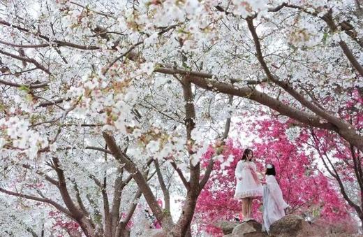 【邹平樱花山】29.9元单人票，CCTV中国十大赏樱基地，数万株樱花即将绽放，解锁浪漫樱花，共赴早春第一游！凭此票可免费开车入园赏樱~ 商品图4