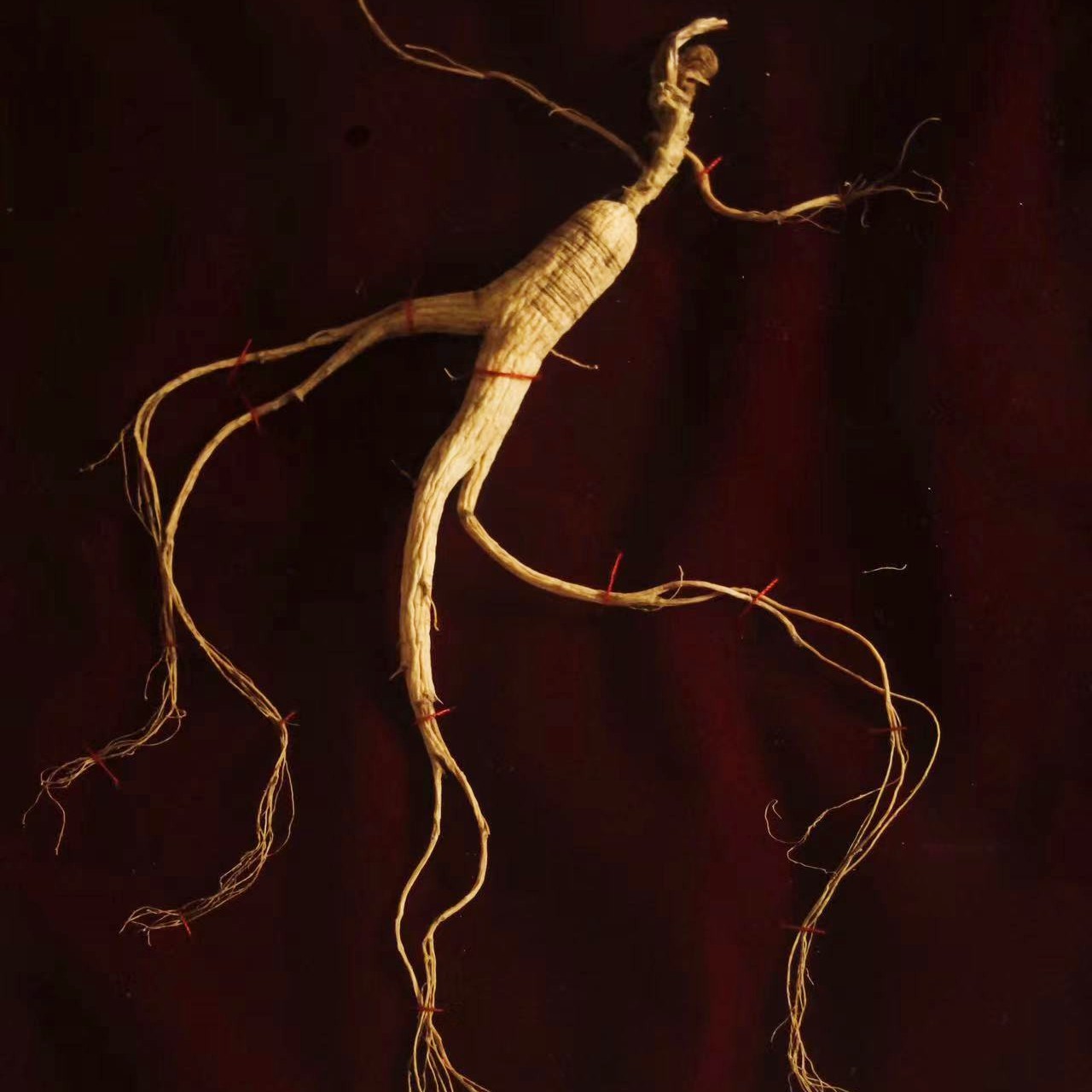 【包邮】国检二等 15+年野山参 滋补佳品 带国检证书