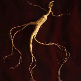 【包邮】国检二等 15+年野山参 滋补佳品 带国检证书