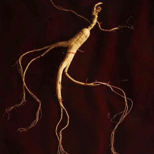 【包邮】国检二等 15+年野山参 滋补佳品 带国检证书 商品图0