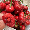 大连美早🍒基地直供，现摘现发，国产樱桃🍒里的爱马仕，各种果径，自己吃送人都非常棒👍🏻每天下午三点前下单，当天发出，顺风包邮到家！ 商品缩略图3