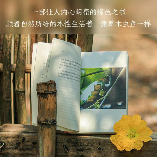 像南瓜一样活着 商品图4