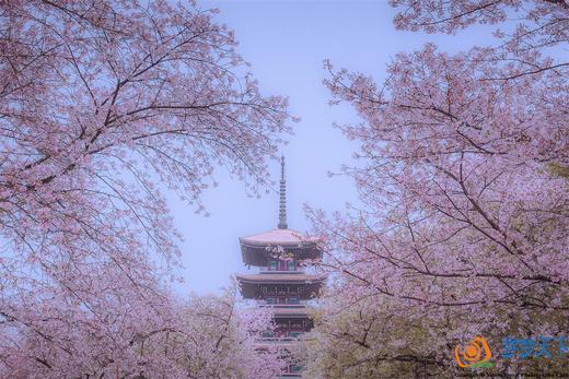 春色大别山+武汉樱花：武汉樱花、大别山罗田薄刀峰、浠水、武穴、蕲春、新县油菜花、村庄、山川云海深度行摄之旅8-10天 商品图0