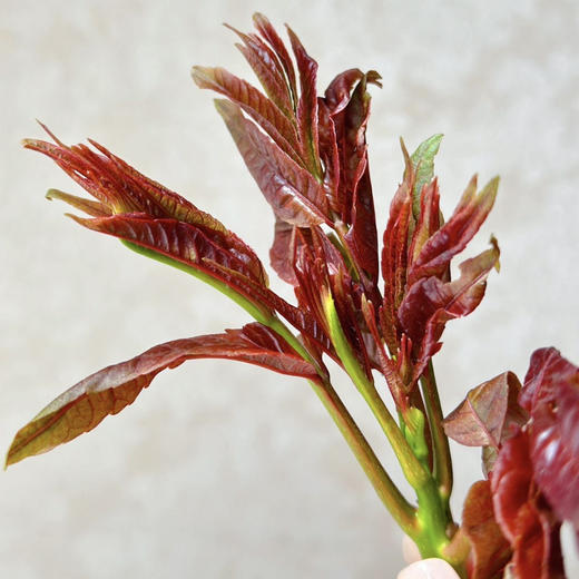 【云南高山红油香椿芽】头茬香鲜--云南有机香椿 香椿酱  吃早  吃鲜  吃嫩  纯甜 春季要吃的香椿 口感脆嫩 错过zhi能等明年咯～ 商品图2