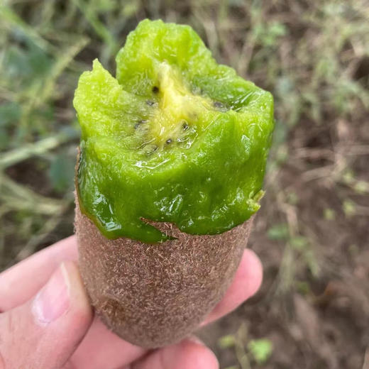 【即食】金福猕猴桃、硬吃脆甜、软吃甜糯、果长、肉细多汁、香味浓郁，集所有猕猴桃优点于一身！ 商品图1