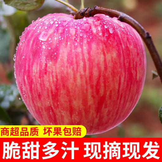 美域高15枚85洛川红富士苹果产地直发 商品图0