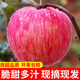 美域高15枚85洛川红富士苹果产地直发