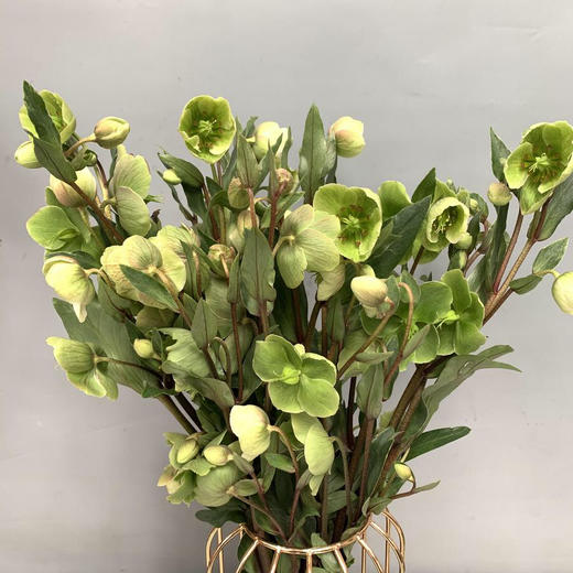 菟葵.绿色 商品图0