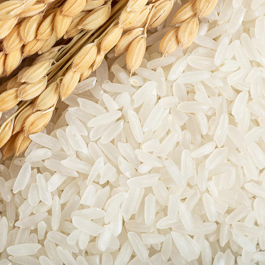 【5月物业大米】【品牌直采 内部专享】北纬47长粒香大米 10kg 商品图3
