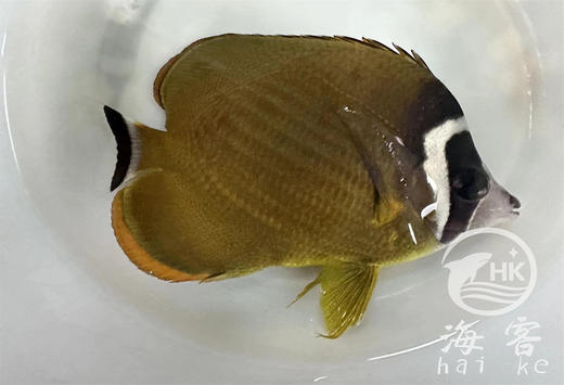 香港蝶 商品图0