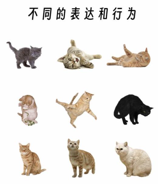 猫研所行为学咨询 专业行为学管理师1对1咨询 商品图6