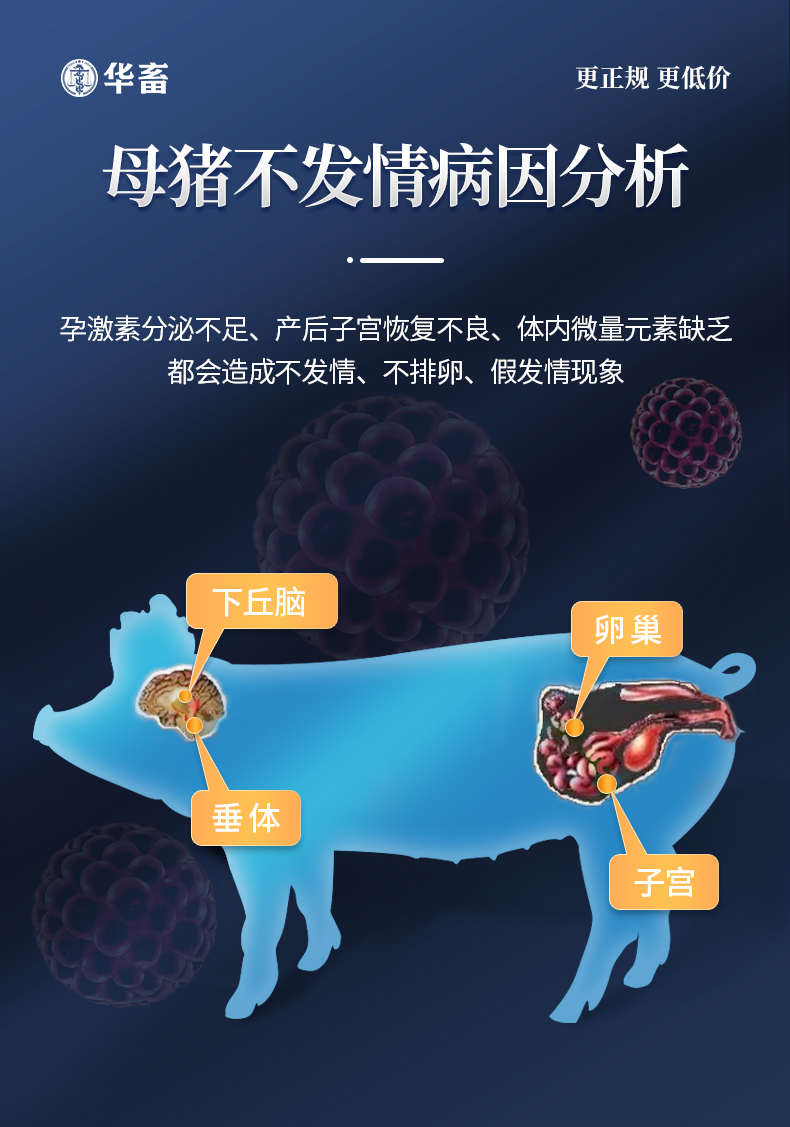 华畜促情散 促发情促排卵产仔多 母猪母牛母羊用 - 华畜大客户商城