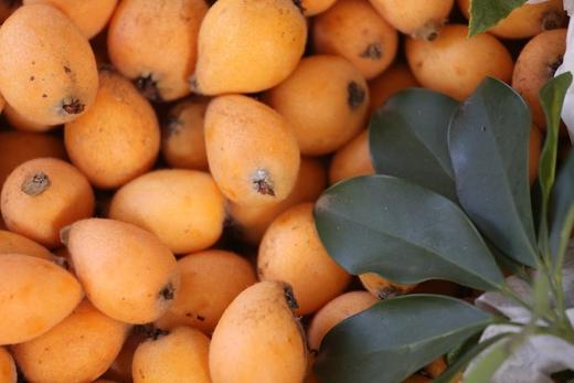 攀枝花米易二十年老树野枇杷，地标产品，高山山顶野蛮生长 九甜一酸核小多汁 浓郁枇杷味 自然生长5斤装 商品图7