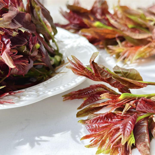 【云南高山红油香椿芽】头茬香鲜--云南有机香椿 香椿酱  吃早  吃鲜  吃嫩  纯甜 春季要吃的香椿 口感脆嫩 错过zhi能等明年咯～ 商品图3