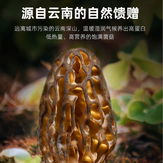 【杞里香50g盒装羊肚菌】菌香浓郁 老少皆宜  素中之荤 鲜掉眉梢 商品图2