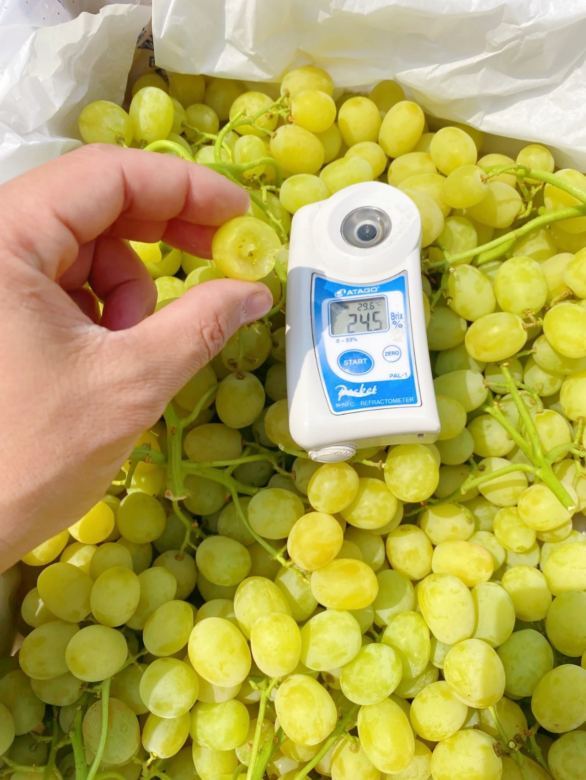 秘鲁无籽青提-清脆香甜,口感媲美晴王