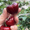 大连美早🍒基地直供，现摘现发，国产樱桃🍒里的爱马仕，各种果径，自己吃送人都非常棒👍🏻每天下午三点前下单，当天发出，顺风包邮到家！ 商品缩略图2