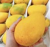 海南小台芒 芒果  | 水果 商品缩略图0