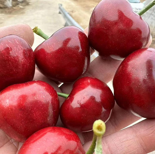 大连美早🍒基地直供，现摘现发，国产樱桃🍒里的爱马仕，各种果径，自己吃送人都非常棒👍🏻每天下午三点前下单，当天发出，顺风包邮到家！ 商品图1