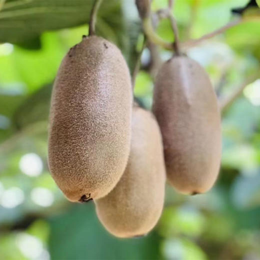 【即食】金福猕猴桃、硬吃脆甜、软吃甜糯、果长、肉细多汁、香味浓郁，集所有猕猴桃优点于一身！ 商品图4