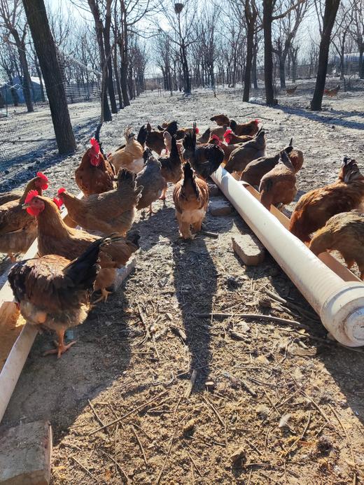 【预售】生态冰鲜鸡 | 当天屠宰  不一样口感 林下散养 | 周二五发货 *石嫣农场  Chicken (Hen) 商品图4