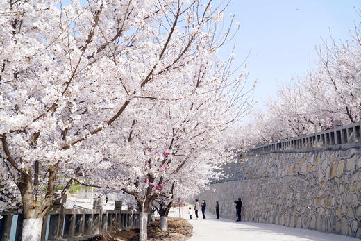 【邹平樱花山】29.9元单人票，CCTV中国十大赏樱基地，数万株樱花即将绽放，解锁浪漫樱花，共赴早春第一游！凭此票可免费开车入园赏樱~ 商品图5