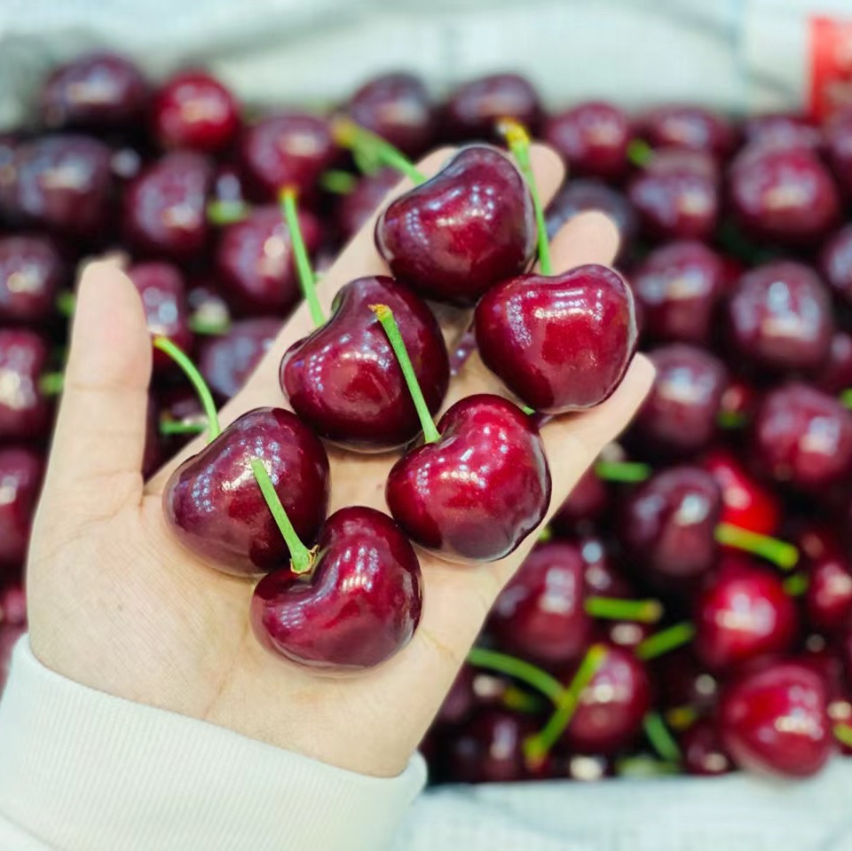 美早大樱桃🍒一号果（500g/盒）