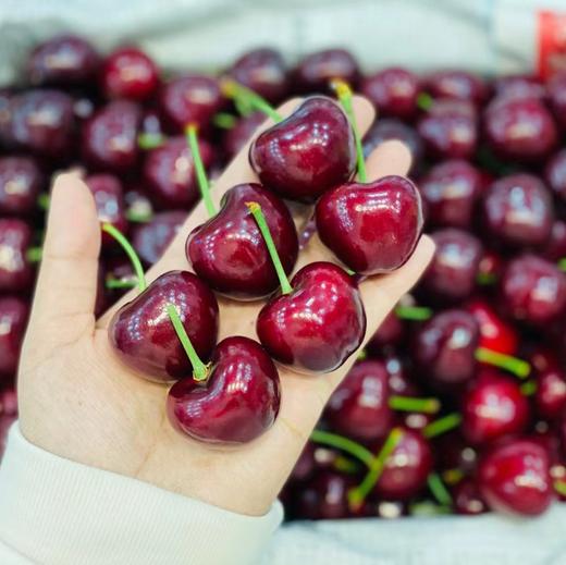 美早大樱桃🍒一号果（500g/盒） 商品图0