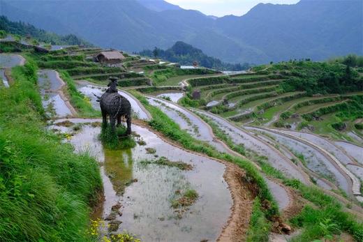 浙江丽水茗岙梯田、云和梯田、瓯江帆影采风6天 商品图8