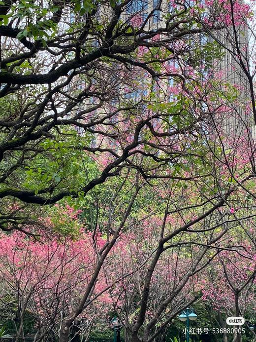 行摄广州 分享美好行 3月16日（周四） 商品图5