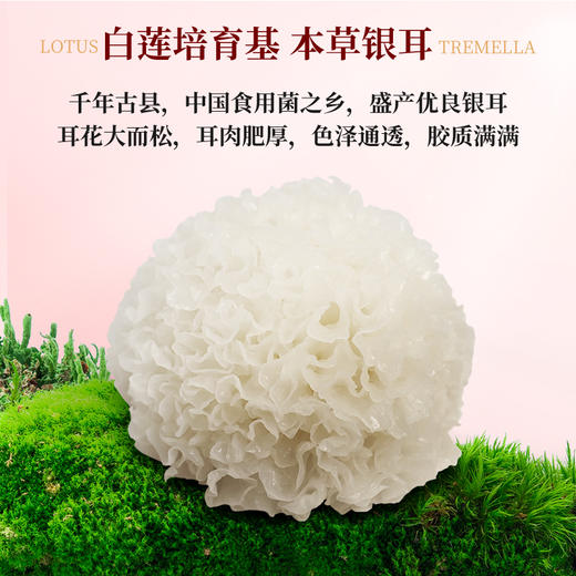 膳田千金耳高山生态有机银耳干货 特级冲泡即食银耳羹60g 礼盒套餐 商品图3