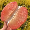 柚子泰国红心果翡翠蜜柚 2/4个装 商品缩略图5