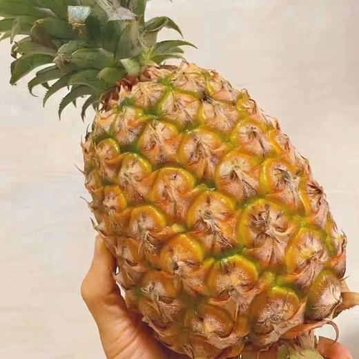 海南金钻凤梨🍍浓郁的果香、饱满的果肉、脆嫩爆汁的口感。是多少吃货们心心念念的那一口「甜蜜😋 商品图2