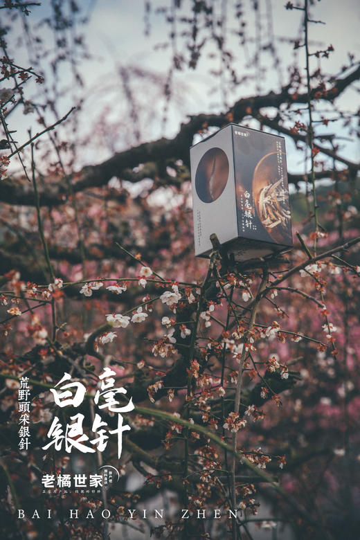 白毫银针荒野头采银针2022年特级散茶白茶 商品图1