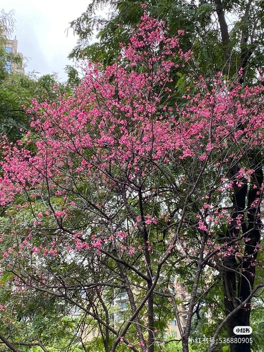 行摄广州 分享美好行 3月16日（周四） 商品图6