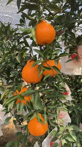 XZG-耙耙柑（中果） 5斤+-0.05/份～45元