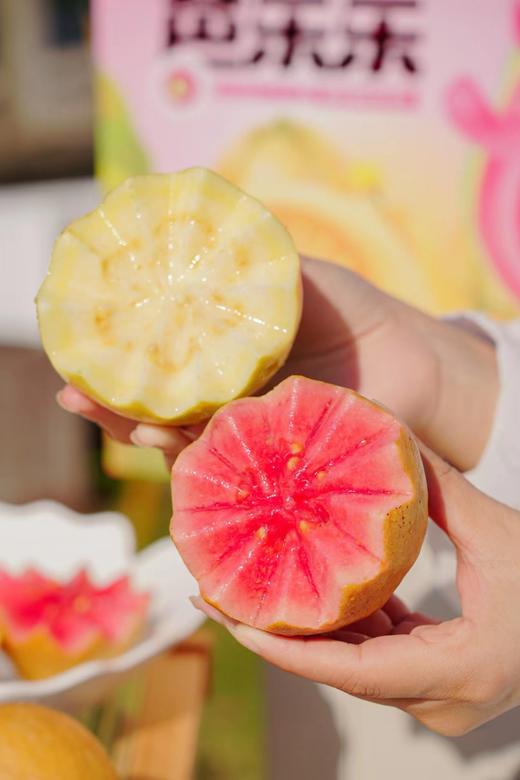 芭乐双拼！【红玫瑰芭乐/黄金奶油芭乐】 软糯番石榴 现摘现发 果肉柔滑，软糯香甜 一吃就上瘾！72小时发货～ 商品图1