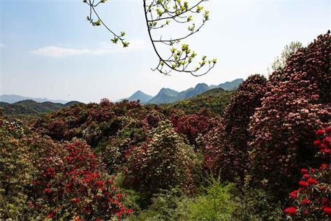 （春）大别山杜鹃、洛阳牡丹花、老君山、南太行郭亮村、挂壁公路、红旗渠、林州太行山大峡谷、太行梯田、东太行百里画廊9天 商品图4