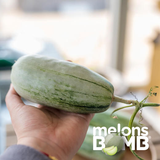 新品种mini小蜜瓜 比羊角蜜甜瓜更好吃！  酥脆清新芳香多汁 顺丰快递 商品图13