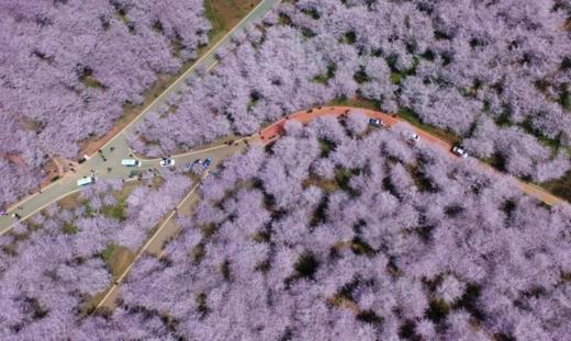 3.27确定出发【贵州】平坝樱花—普定桃花岛—金海雪山金海雪山4天 商品图3