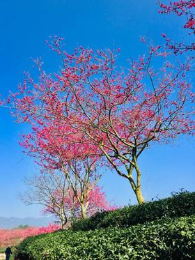 2月民俗节庆：——福建永福樱花、培田古民居、舞龙灯、闹春田、刻纸龙灯、罗坊走古事、姑田游大龙、南靖土楼7天行摄采风团