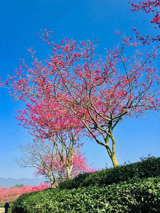 2月28日春摄福建：龙岩、永福樱花园、清流千亩樱花园、培田古民居、丁屋岭、长汀古城摄影5天 商品图4