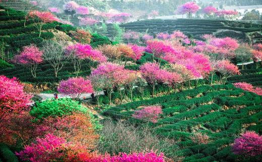 2月28日春摄福建：龙岩、永福樱花园、清流千亩樱花园、培田古民居、丁屋岭、长汀古城摄影5天 商品图0