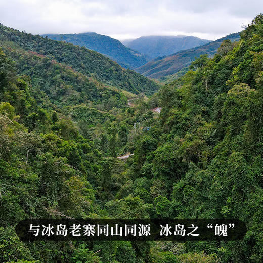 春茶预售【冰岛南迫单株】茶农联合出品保证每一片叶子都来自核心产区每箱净含量：500克，送礼收藏更具价值 商品图5