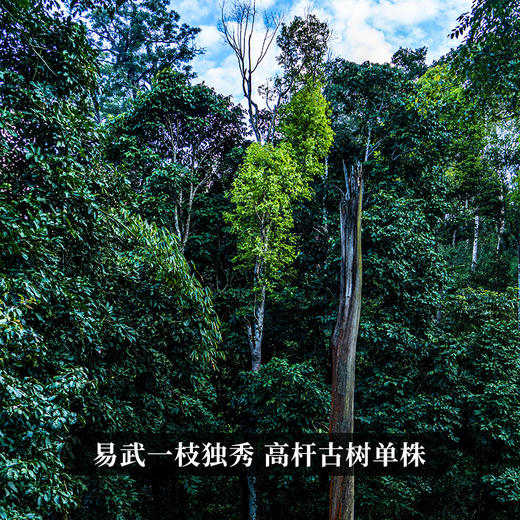春茶预售【茶王树单株】茶农联合出品，一树一成品纯料至尊升级包装为500克更具收藏与送礼价值 商品图5