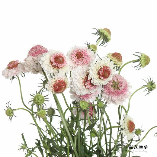 配花 | 松虫草草莓芍 商品图3