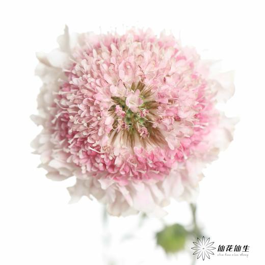 配花 | 松虫草草莓芍 商品图0