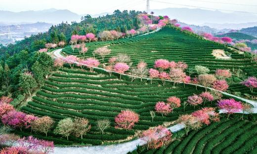 2月28日春摄福建：龙岩、永福樱花园、清流千亩樱花园、培田古民居、丁屋岭、长汀古城摄影5天 商品图3